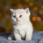 beautiful-shot-white-british-shorthair-kitten (1)
